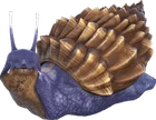 Achatina