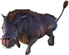 Daeodon