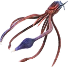 Tusoteuthis